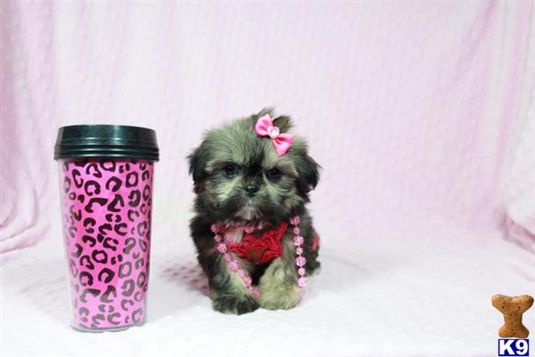 lvpuppyheaven Picture 2
